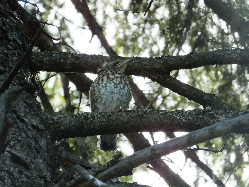 Fieldfare from Междуреченский, Ханты-Мансийский автономный округ ...