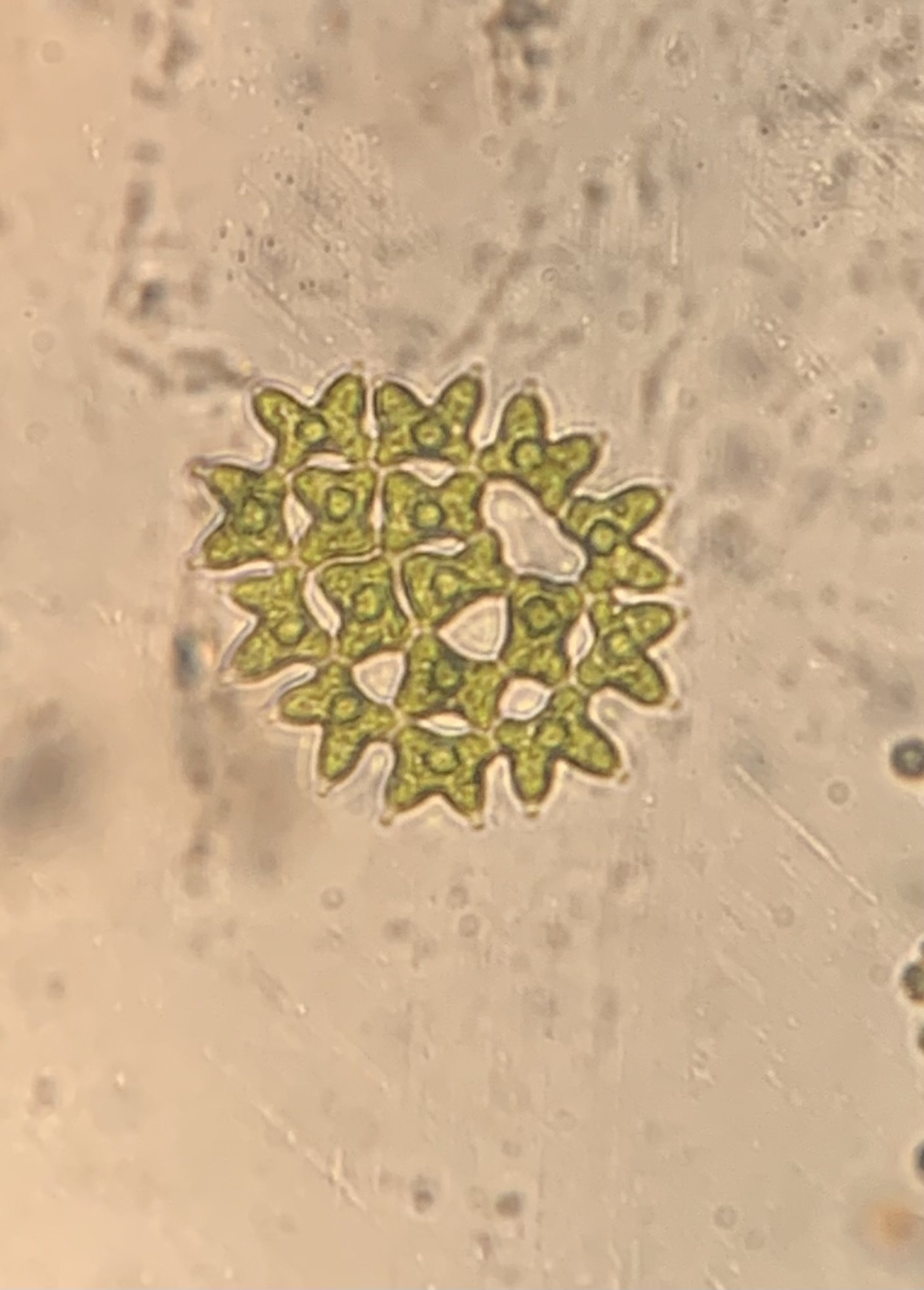 Pediastrum duplex