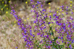 Penstemon spectabilis