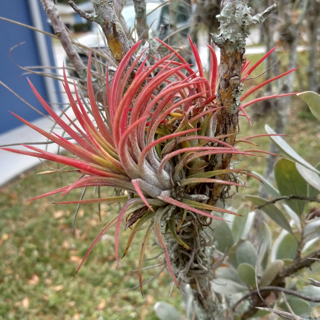 Тіландсія — Tillandsia ionantha