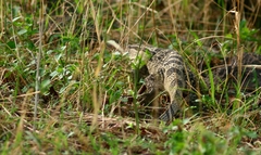 Varanus albigularis