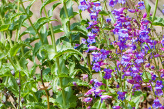 Penstemon spectabilis