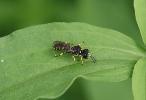 Ectemnius lapidarius