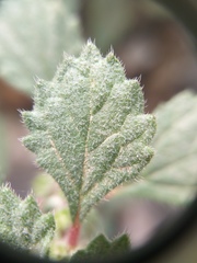 Forsskaolea tenacissima