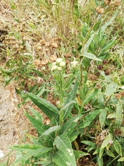 Verbesina boliviana