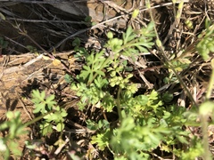 Ammoselinum butleri