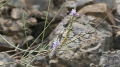 Lavandula subnuda