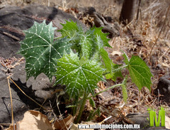 Cnidoscolus angustidens