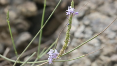 Lavandula subnuda