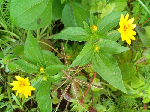 Melampodium divaricatum