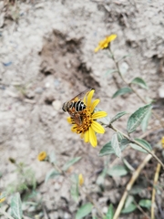 Eristalis bogotensis
