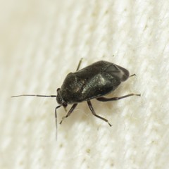 Sixeonotus bebbiae
