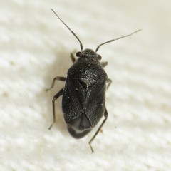 Sixeonotus bebbiae