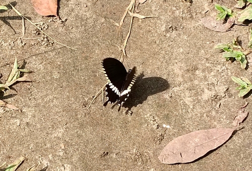 Photo of Common Mormon Swallowtail (Papilio polytes)