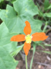 Papaver californicum
