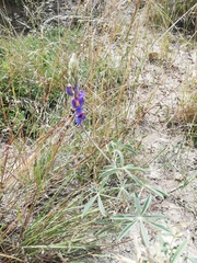 Lupinus altimontanus