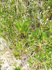 Kageneckia lanceolata