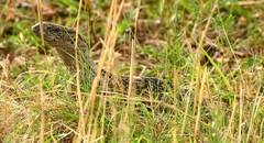 Varanus albigularis