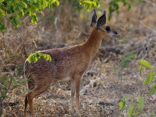 Sharpe's Grysbok