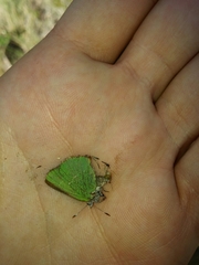 Callophrys
