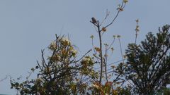 Passer domesticus
