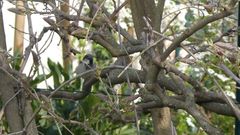 Passer domesticus