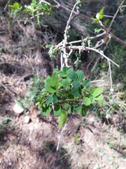 Colutea arborescens