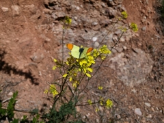 Anthocharis euphenoides