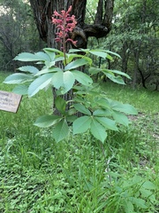 Aesculus pavia pavia