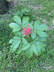 Aesculus pavia pavia