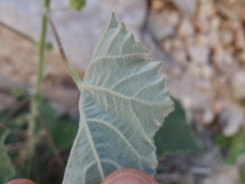 Image of Abutilon parishii by (c) Sue Carnahan, some rights reserved (CC BY)