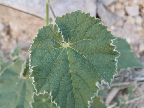 Image of Abutilon parishii by (c) Sue Carnahan, some rights reserved (CC BY)
