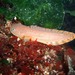 Showy Snailfish - Photo (c) Peter, some rights reserved (CC BY-NC), uploaded by Peter