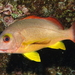 Blacktail Snapper - Photo (c) sea-kangaroo, some rights reserved (CC BY-NC-ND), uploaded by sea-kangaroo