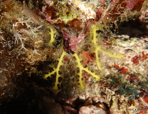 Melithaea bicolor observed 2023-12-11