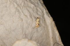 Psaroxantha basilica