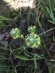 Castilleja lineariloba
