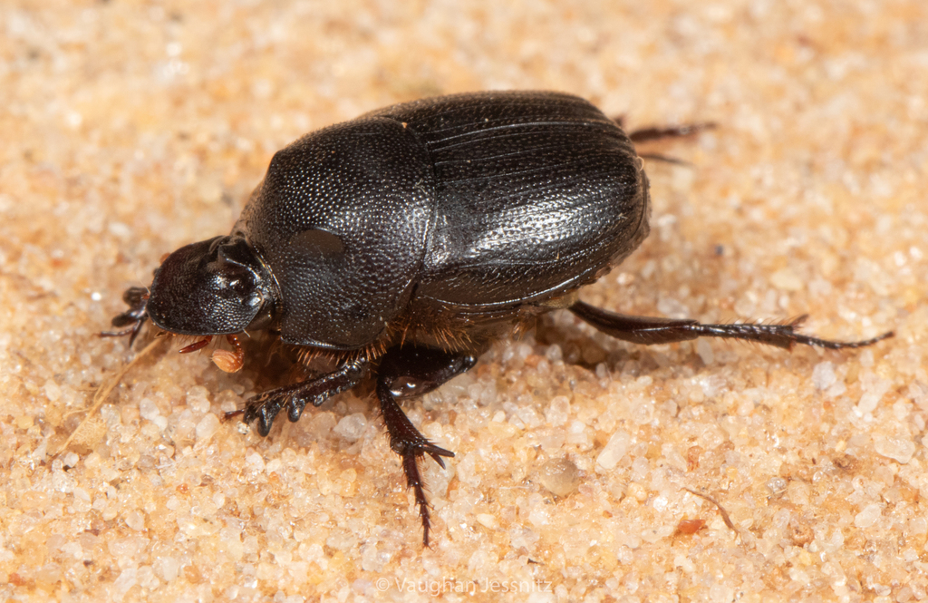Onthophagus bicavifrons