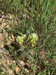 Castilleja lineariloba