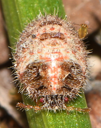 Dobilinė Kamuolblakė nuotrauka