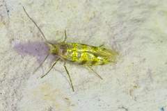 Argyresthia quadristrigella
