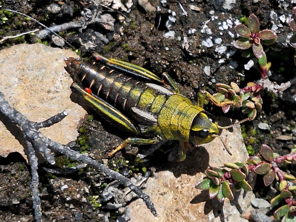 Nahuelia rubriventris