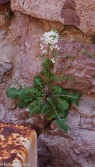 Dryopetalon runcinatum