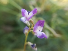 Astragalus emoryanus
