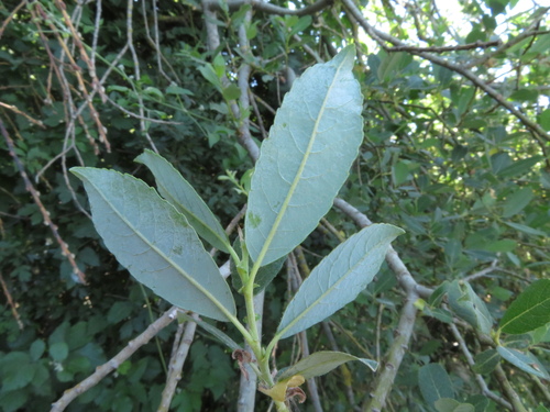 large-leaved willow (Salix apennina)