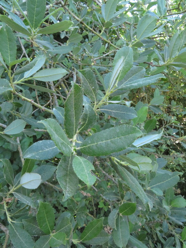 Image of Salix apennina by (c) Milan Chytrý, some rights reserved (CC BY)