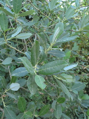 Salix apennina