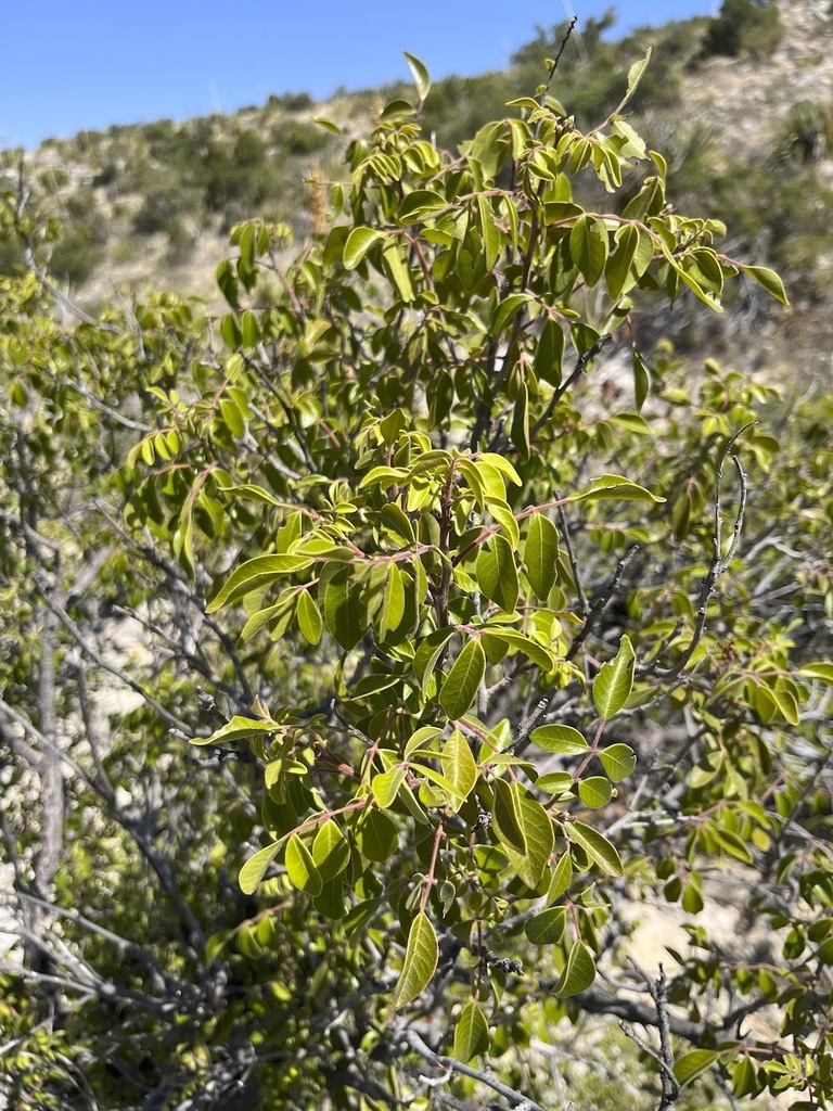 evergreen sumac from Pecos County, TX, USA on September 4, 2023 at 1207 PM by Marc Opperman