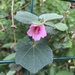Urena lobata - Photo (c) mmkimberly,  זכויות יוצרים חלקיות (CC BY-NC), הועלה על ידי mmkimberly