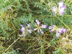 Astragalus emoryanus